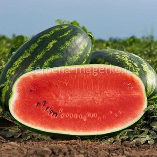 Арбуз Мирсини F1 1000 (семян)