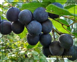 Слива Степная синяя