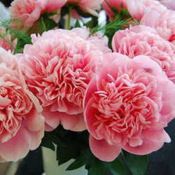 Пион Этчед Салмон Закупка М81 октябрь 2026