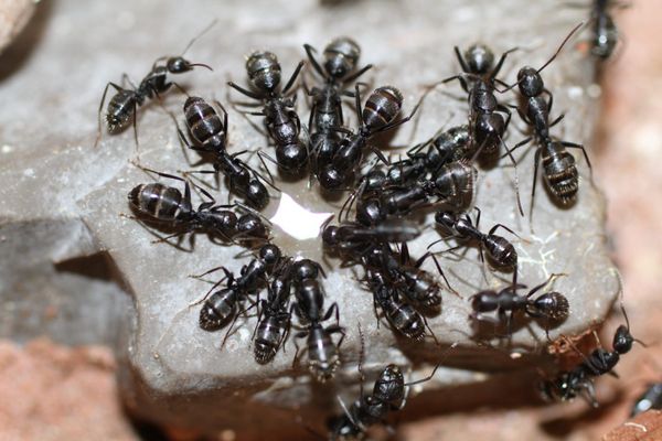 Camponotus vagus (Чёрный муравей-древоточец)