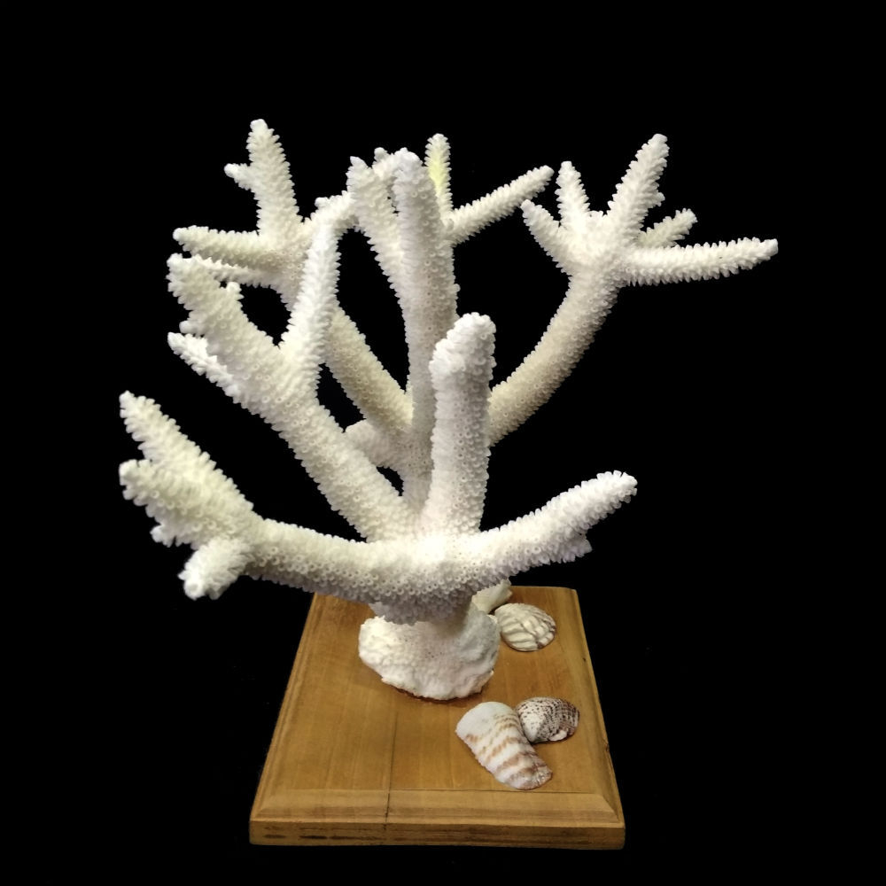 Коралл белый на подставке 240.0