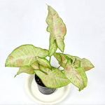 Сингониум CONFETTI