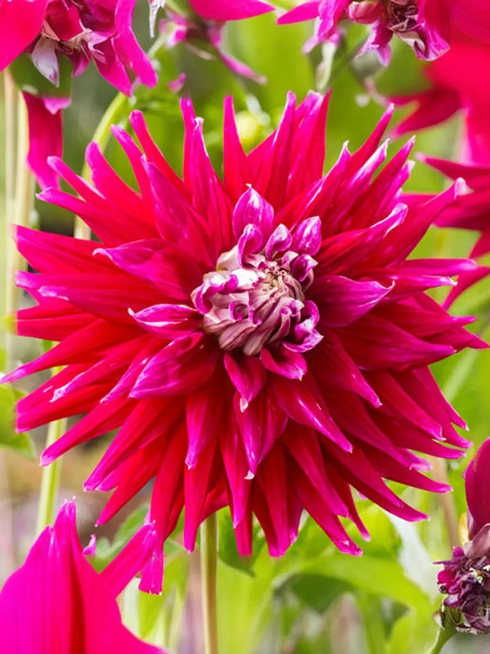 Георгин декоративный Дарк Хорс