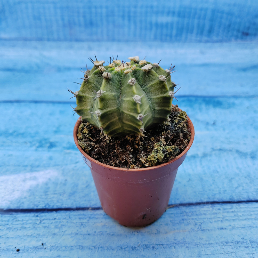 Gymnocalycium Friedrichii (Гимнокалициум)