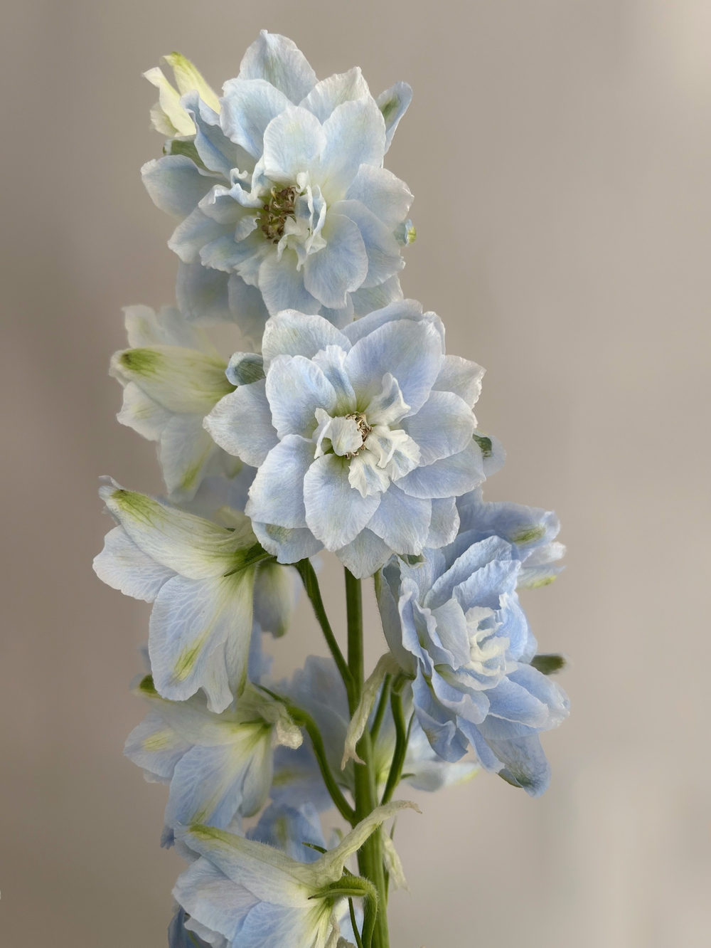 Букет «Богемская рапсодия»