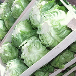 Пандион F1 семена капусты белокочанной (Seminis / Семинис)