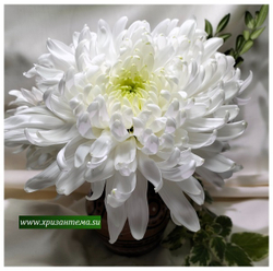Хризантема крупноцветковая  Айлин  (отгрузка  Сентябрь)