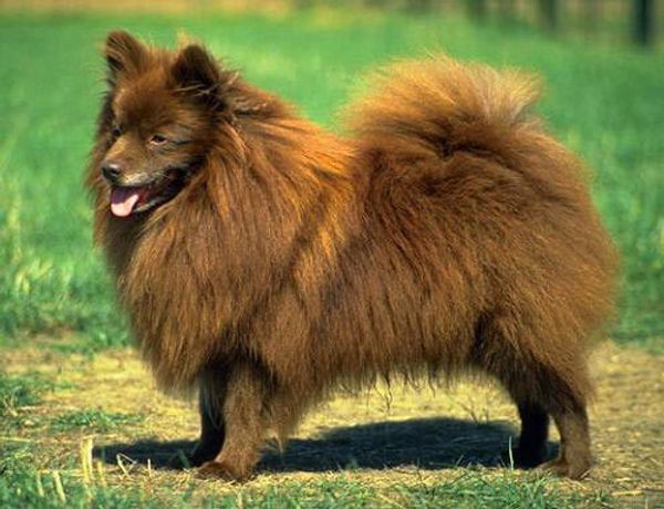 Немецкий шпиц