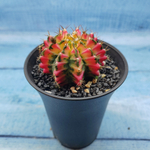 Gymnocalycium Variegata (Гимнокалициум Вариегатный)