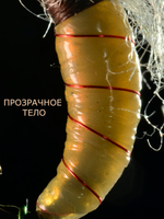 Скользкий тип Желтый Мандарин