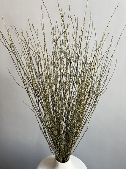 Вереск зеленый