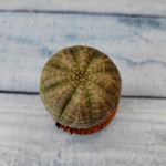 Euphoria Obesa (Эуфорбия)