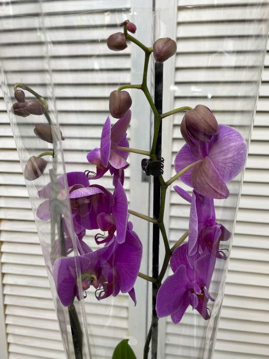 Орхидея комнатное горшочное растение#1562