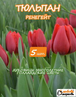Тюльпан Луковица  цветов Ренегейт, 5шт