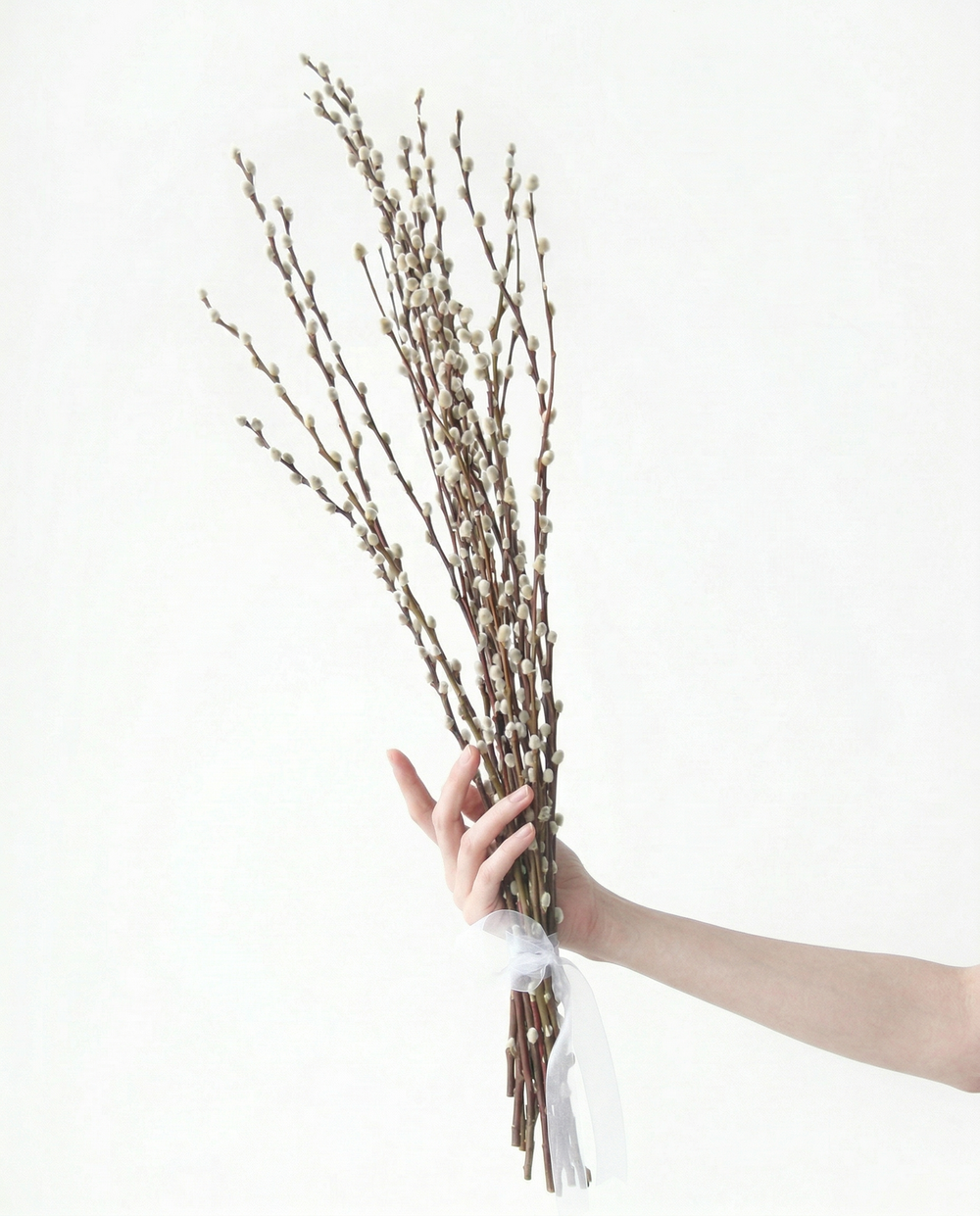 Веточки вербы