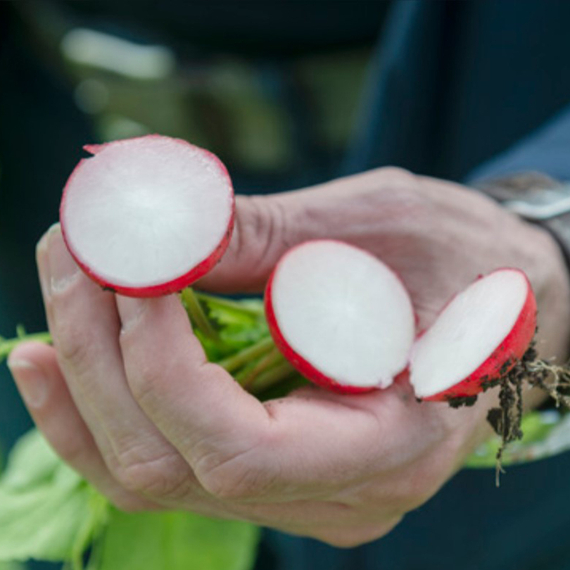 СЕЛЕСТА F1 семена редиса (Enza Zaden | Alexagro) – фото 7