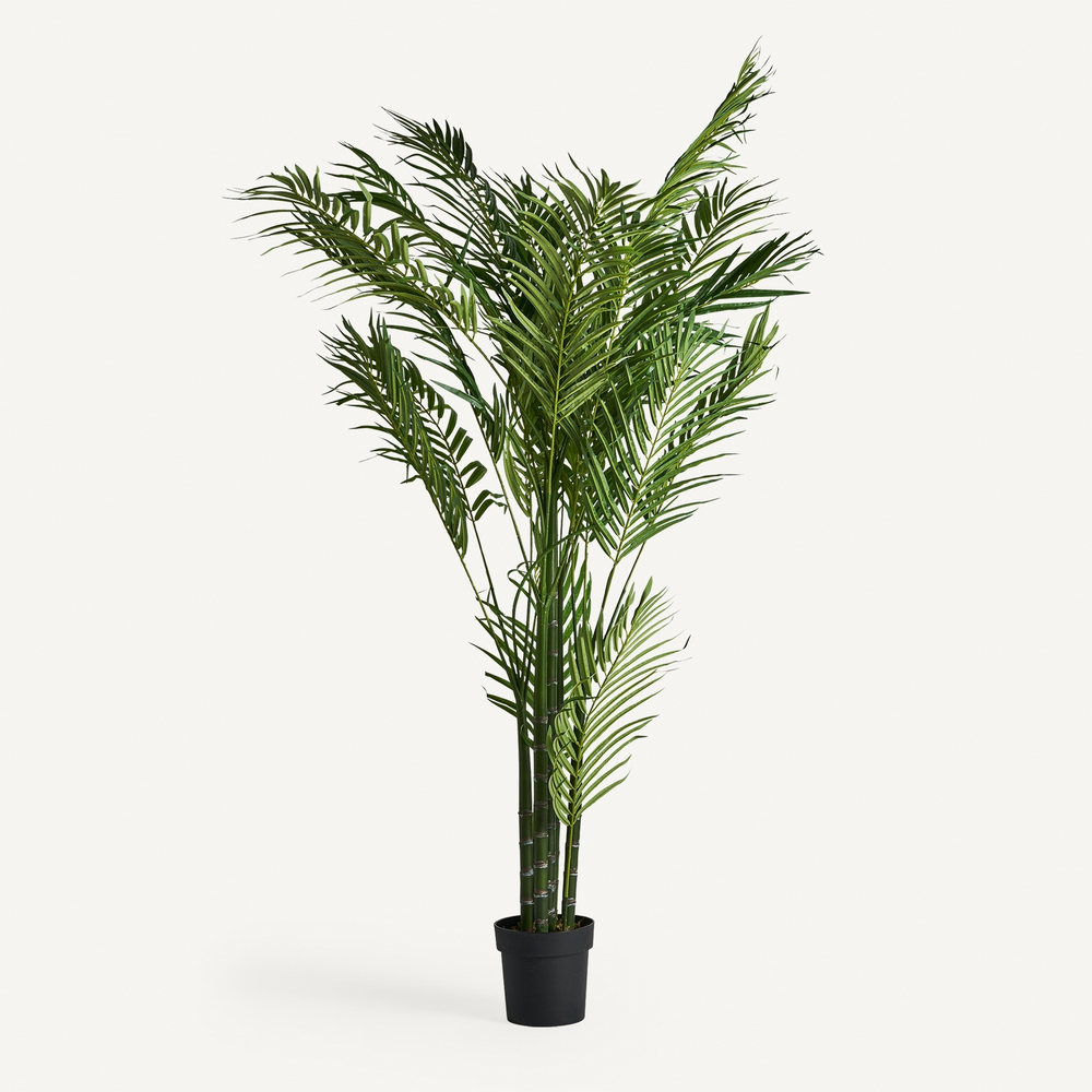 Пальмовое растение PALMERA