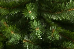 Елка Санкт-Петербург 200 см., мягкая хвоя, Triumph Tree (73374)