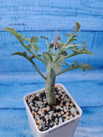 Senecio Articulatus (Крестовник)