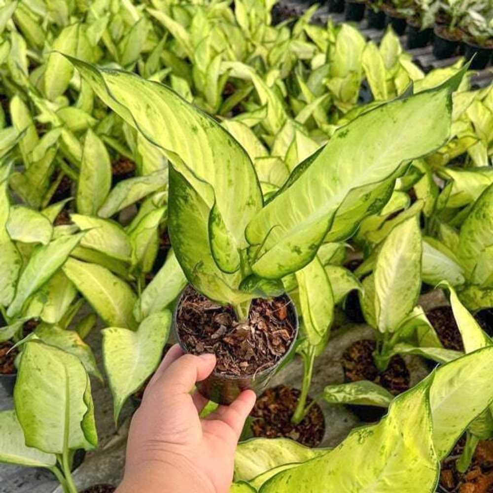 Диффенбахия SEDTHEE PHO THONG (2 ствола)