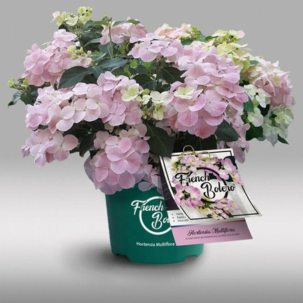 French Bolero/ Френч Болеро ( Стандарт поставки Р9)2025г.