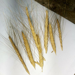 Древнейшая Изначальная Беотийская Пшеница - Triticum Boeoticum