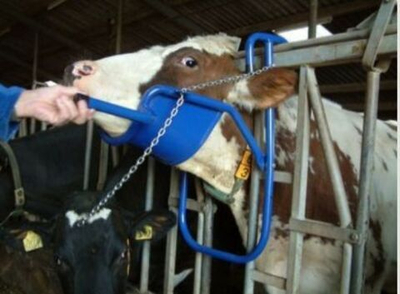 Поддержка для головы КРС