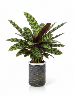 Калатея Leopard Pattern д.11