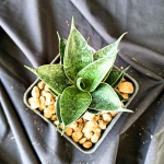 Сансевиерия BLACK ANT