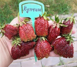Клубника Купчиха 10шт (ОКС)