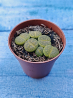 Lithops sp. (Литопсы)