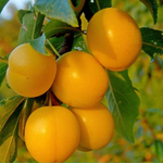 Алыча Царская