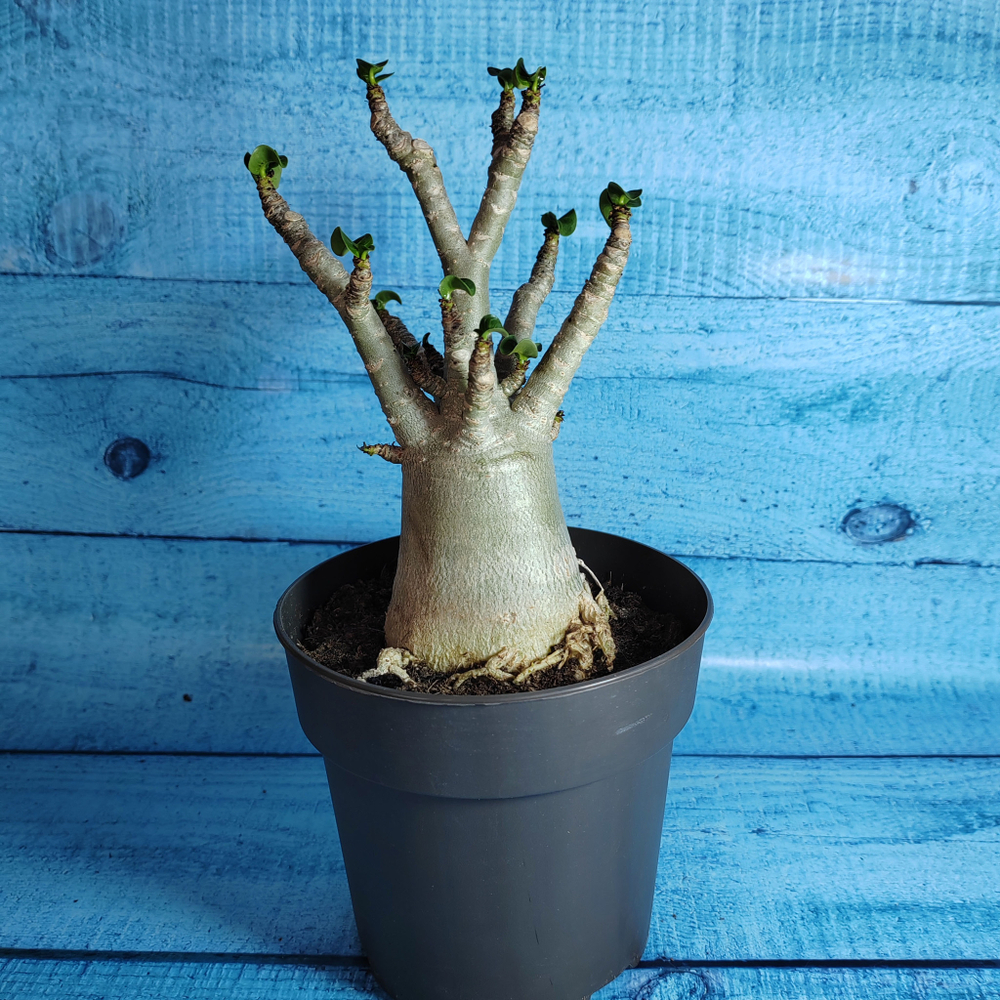 Adenium Baobab (Адениум)