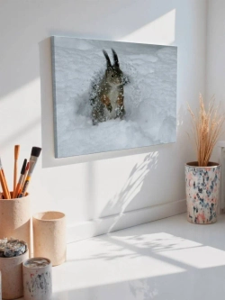 Картина на стену 40 X 50 Белка