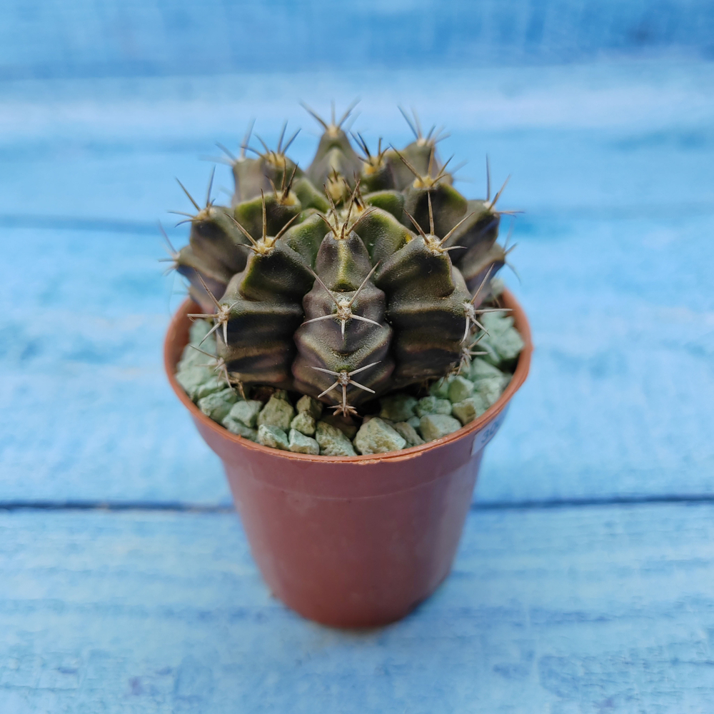 Gymnocalycium Friedrichii (Гимнокалициум)