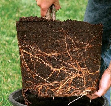 Формируем мощные корни: как мы выращиваем саженцы с закрытой корневой системой (ЗКС) для вашего сада