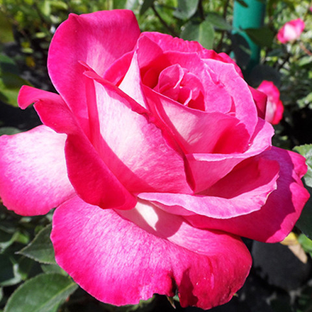 Роза чайно-гибридная Роз - Гажар