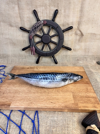 Скумбрия атлантическая