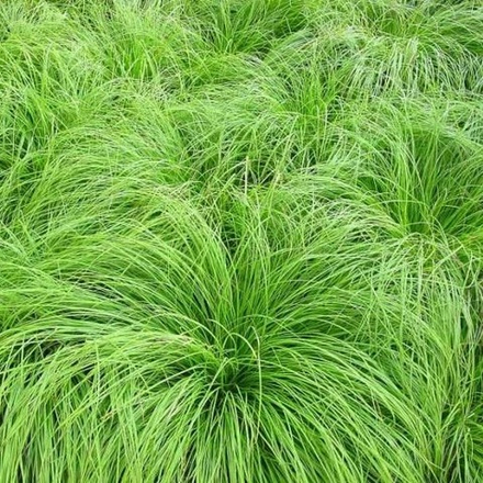 Осока горная. Carex montana.