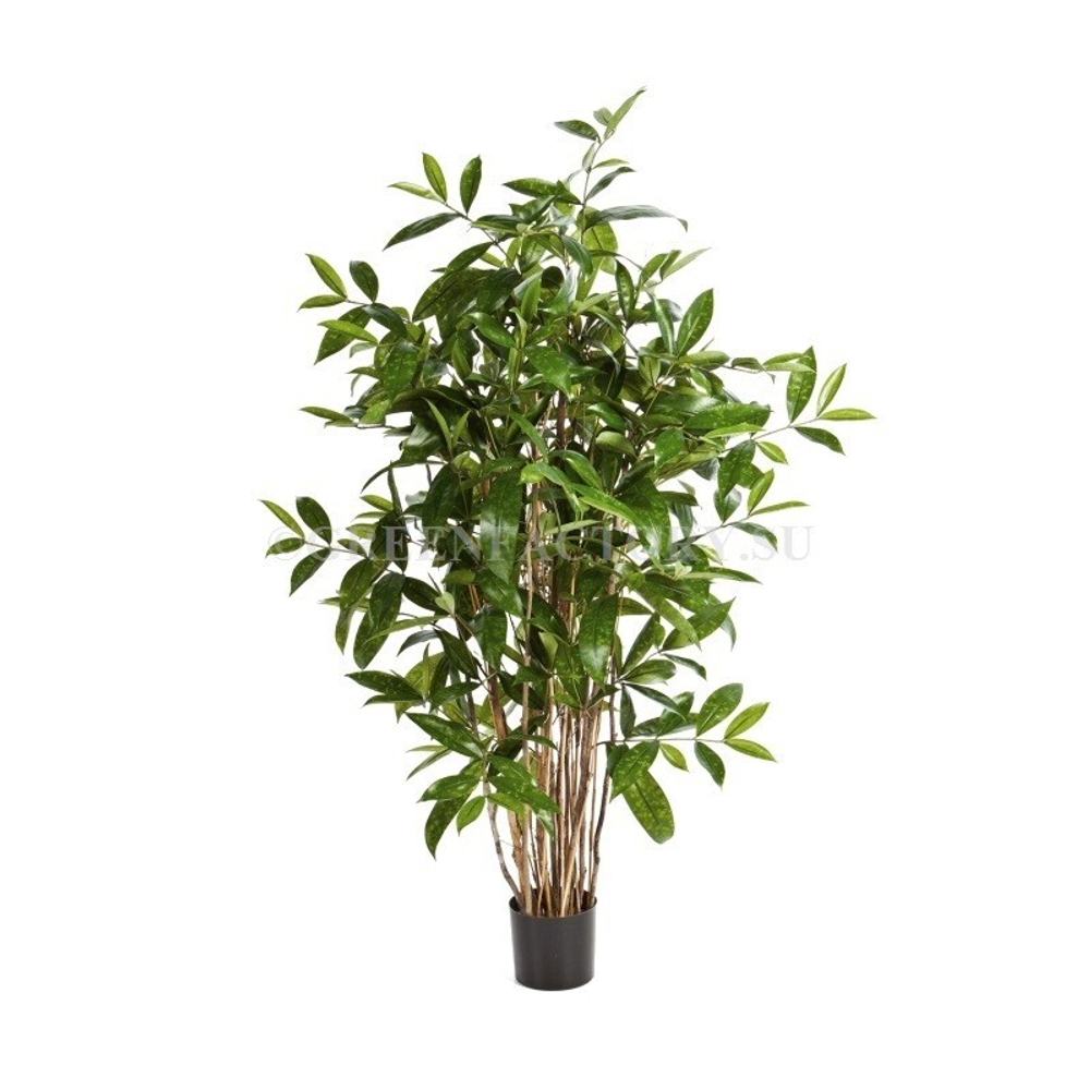 Драцена Саркула Спотти