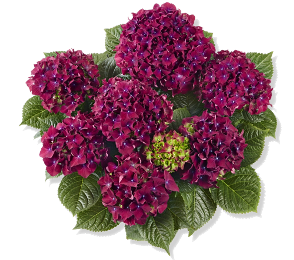 Роял Ред Парпл (Royal Red Purple) р14 весна 2026 г.