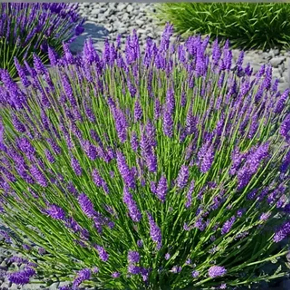 Лаванда узколистная Эрли Блю Р9 Закупка М36 получение май-июнь 2026