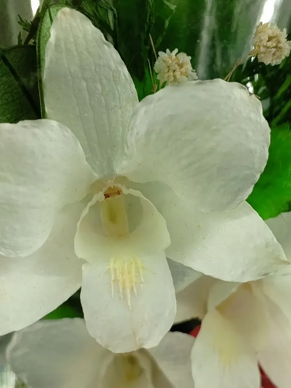 натуральные цветы в стекле, вакуум