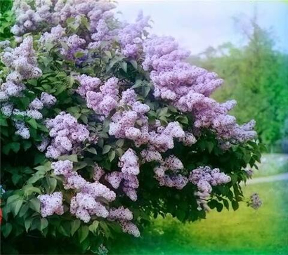 Саженцы Сирень Венгерская фиолетовая