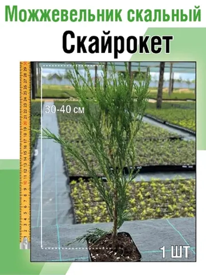 Можжевельник скальный Скайрокет саженцы хвойных деревьев