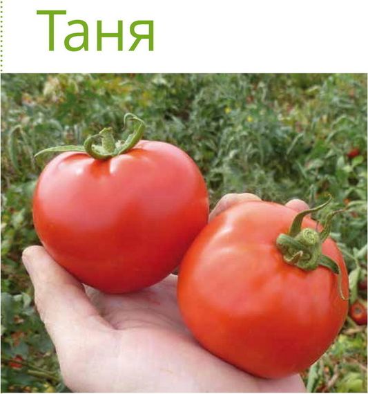 ТАНЯ F1 семена томата Seminis купить