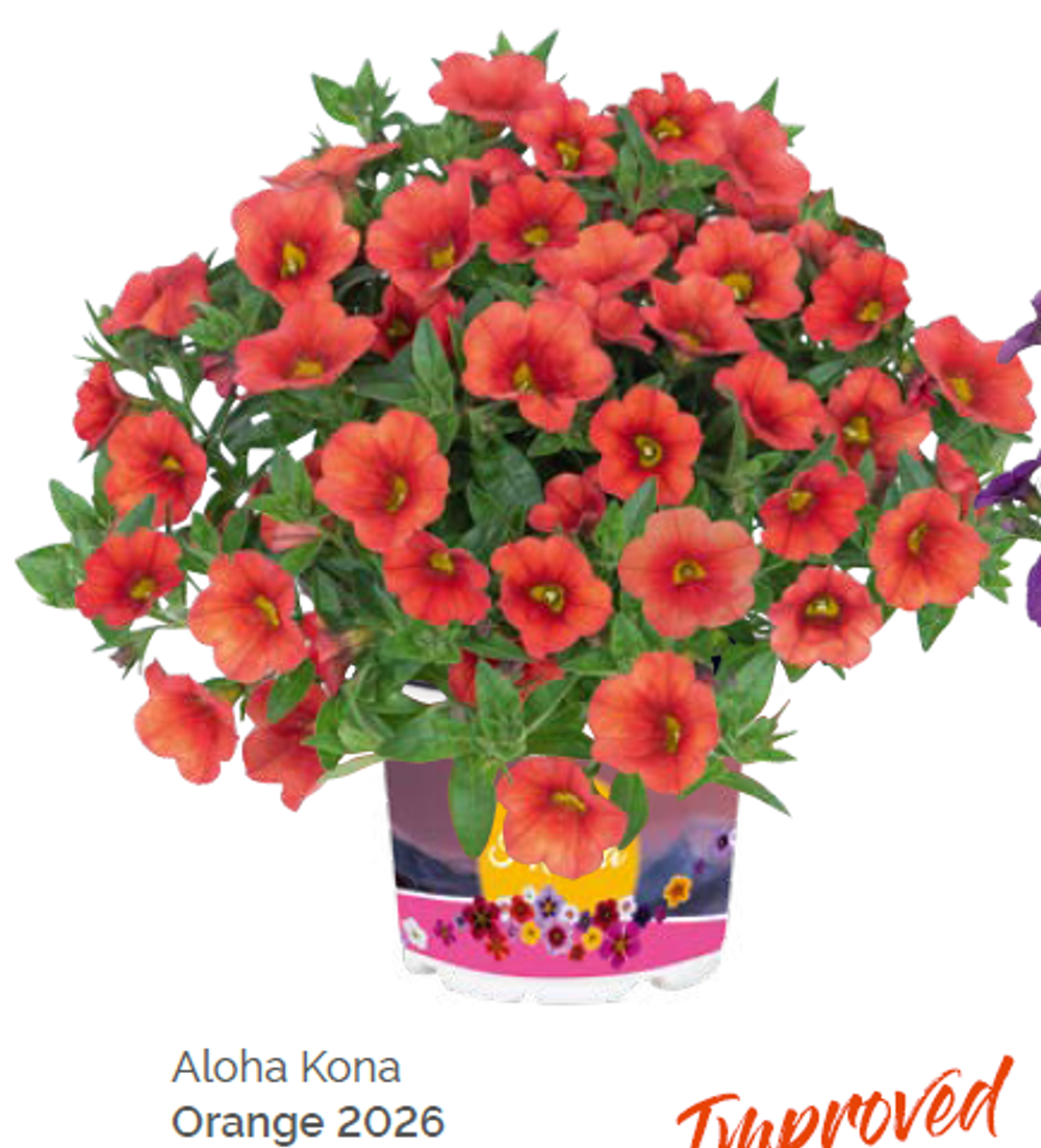 Калибрахоа Aloha Kona Orange укорененный черенок ОКС февраль 26 Dummen Orange