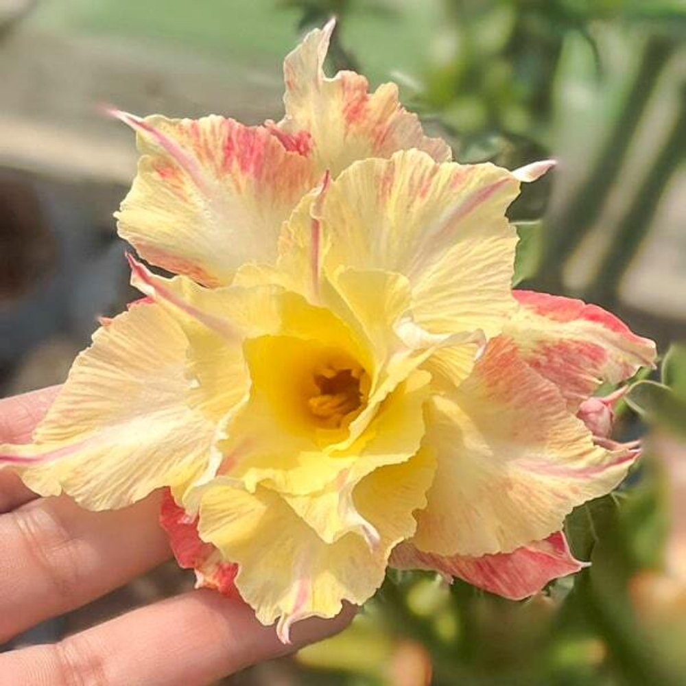 Адениум SOI SANGWAN