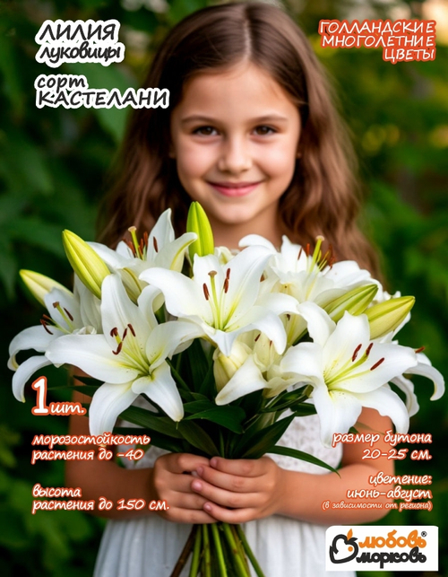 Лилия Луковица, Кастелани 1 шт