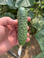 Вятич F1 семена огурца партенокарпического ( Yuksel Tohum / )